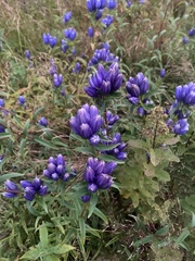 Gentiana linearis