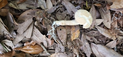 Boletellus ananas image