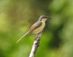 Prinia socialis
