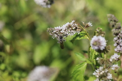 Colpa quinquecincta