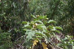 Solanum chrysotrichum