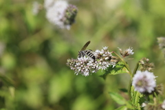Colpa quinquecincta