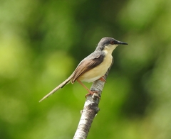 Prinia socialis