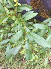 Salix appendiculata