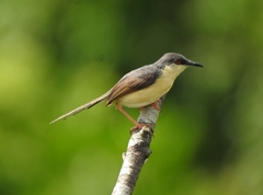 Prinia socialis