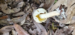 Boletellus ananas image