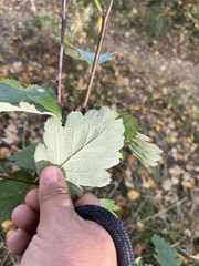 Scandosorbus intermedia
