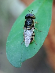 Stratiomyini