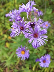Symphyotrichum novae-angliae