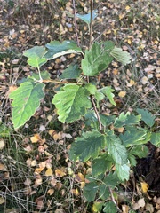 Scandosorbus intermedia