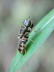 Stratiomyini