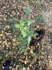 Scandosorbus intermedia