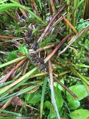 Carex appropinquata
