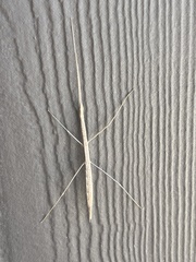 Emesaya brevipennis