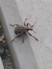 Brachypera zoilus