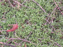 Eurhynchium angustirete