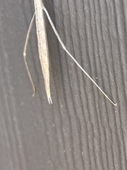 Emesaya brevipennis