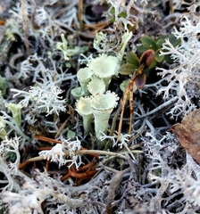 Cladonia deformis