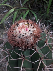 Melocactus lemairei