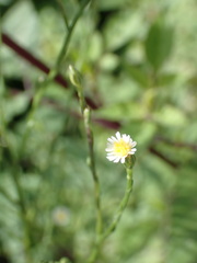Symphyotrichum subulatum squamatum