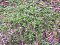 Eurhynchium angustirete
