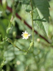 Symphyotrichum subulatum squamatum