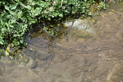 Rhinella limensis