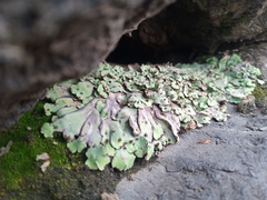 Plagiochasma rupestre