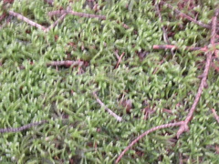 Eurhynchium angustirete