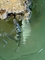 Archosargus probatocephalus