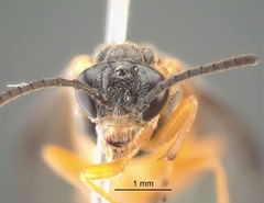 Athalia cordata