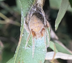 Eriophora