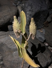 Asclepias speciosa