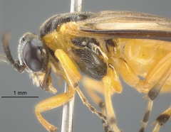 Athalia cordata