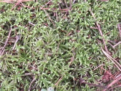 Eurhynchium angustirete