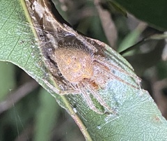 Eriophora