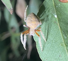 Eriophora