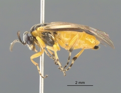 Athalia cordata