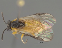 Athalia cordata