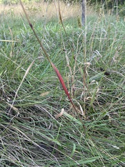 Sporobolus compositus