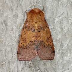 Pyrrhia aurantiago