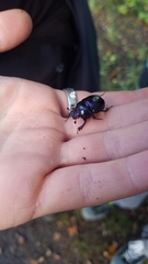 Geotrupidae