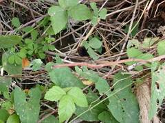 Calopteryx haemorrhoidalis