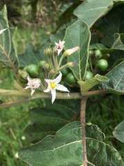Solanum stellatiglandulosum