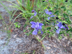 Trichostema setaceum