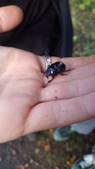 Geotrupidae