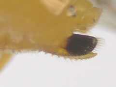 Athalia cordata