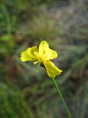 Xyris caroliniana