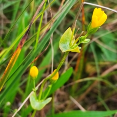 Blackstonia perfoliata