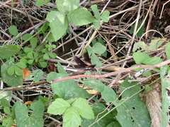 Calopteryx haemorrhoidalis